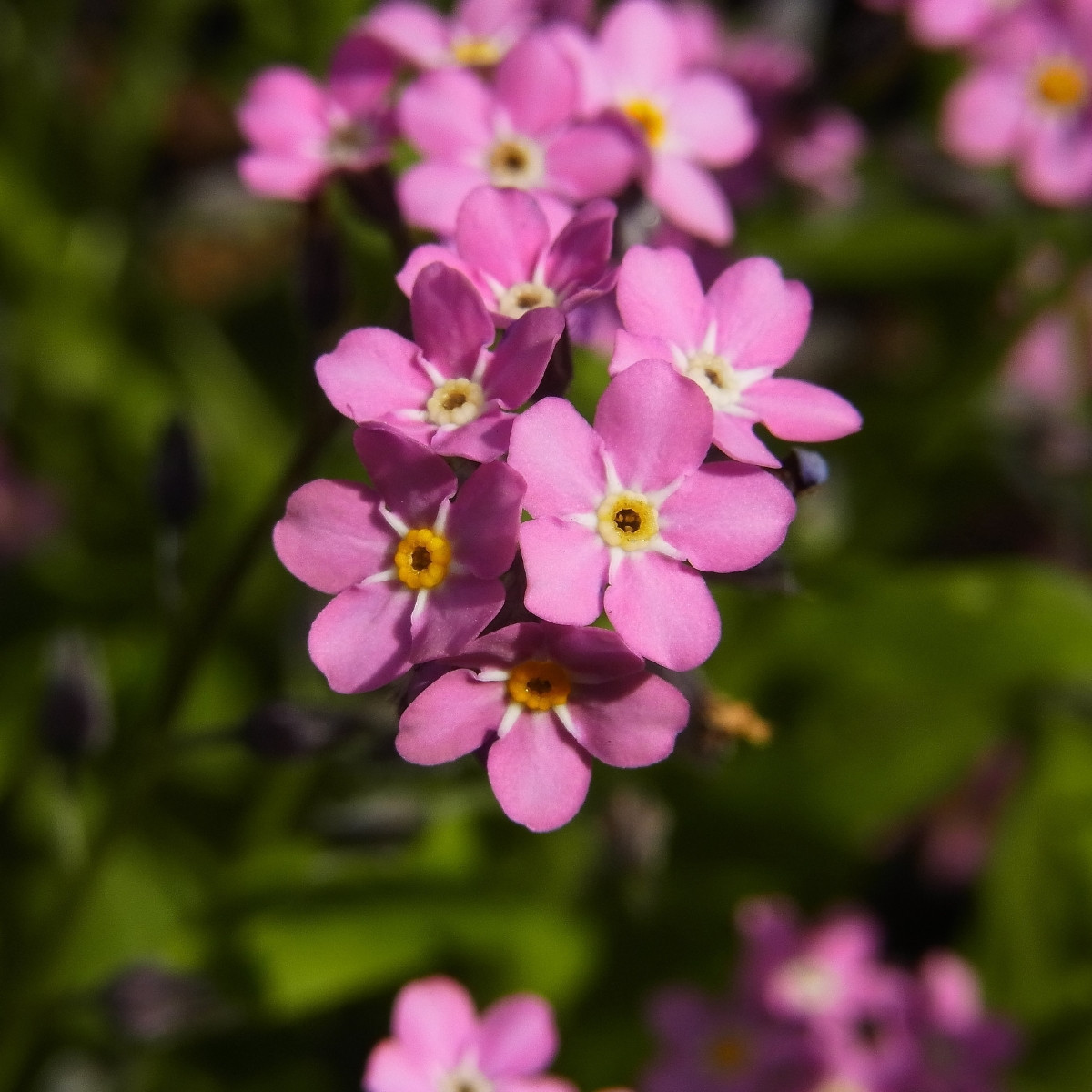 Poměnka lesní Rosylva - Myosotis sylvatica - prodej semen - 60 ks
