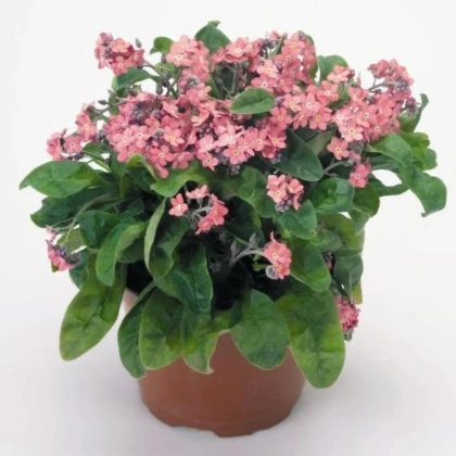 Pomněnka lesní Rosylva - Myosotis sylvatica - prodej semen - 60 ks