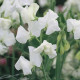 Hrachor Elegance White - Lathyrus odoratus - prodej semen - 20 ks