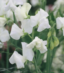 Hrachor Elegance White - Lathyrus odoratus - prodej semen - 20 ks