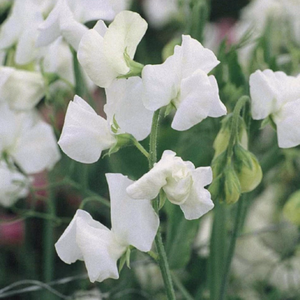 Hrachor Elegance White - Lathyrus odoratus - prodej semen - 20 ks
