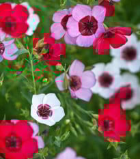 Len velkokvětý Tricolore - Linum grandiflorum - prodej semen - 100 ks