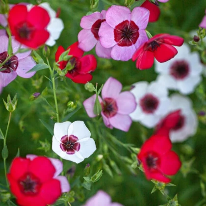 Len velkokvětý Tricolore - Linum grandiflorum - prodej semen - 100 ks