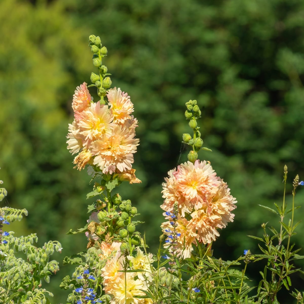 Topolovka růžová Spring Celebrities Apricot - Alcea rosea - prodej semen - 10 ks
