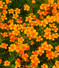 Aksamitník drobnokvětý oranžový - Tagetes tenuifolia - prodej semen - 0,2 g