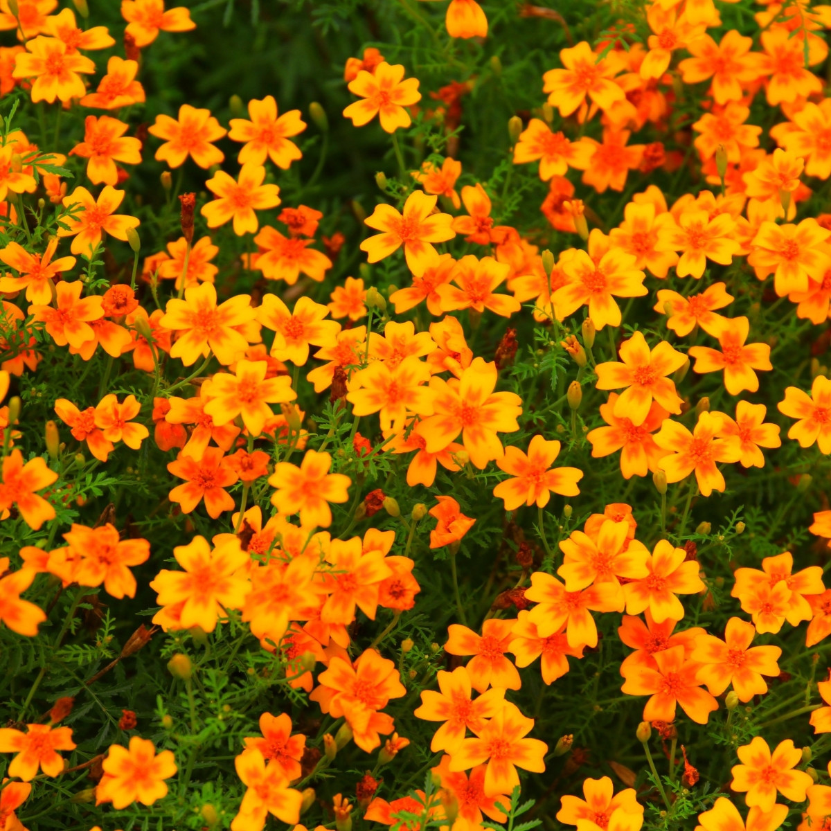 Aksamitník drobnokvětý oranžový - Tagetes tenuifolia - prodej semen - 0,2 g