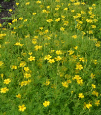Aksamitník drobnokvětý žlutý - Tagetes tenuifolia - semena aksamitníku - 0,2 g