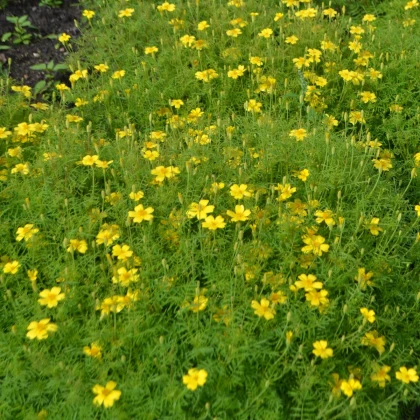 Aksamitník drobnokvětý žlutý - Tagetes tenuifolia - semena aksamitníku - 0,2 g
