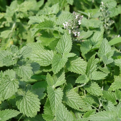 Meduňka Citra - Melissa officinalis - prodej semen - 100 ks