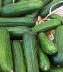 Okurka salátová Little Snack F1 - Cucumis sativus - prodej semen - 8 ks