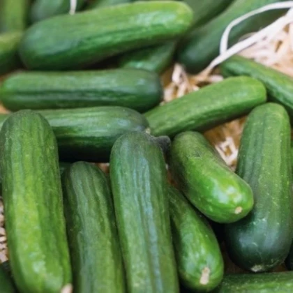 Okurka salátová Little Snack F1 - Cucumis sativus - prodej semen - 8 ks
