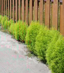 Cypřišek letní Kochie - Kochia scoparia - prodej semen - 200 ks