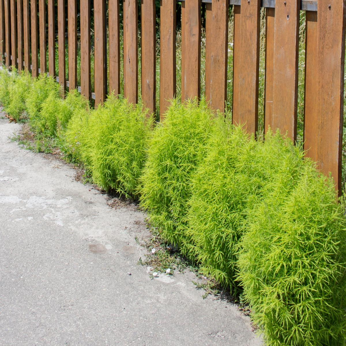 Cypřišek letní Kochie - Kochia scoparia - prodej semen - 200 ks