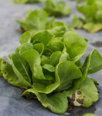 Salát hlávkový přezimující Humil - Lactuca sativa - prodej semen - 100 ks