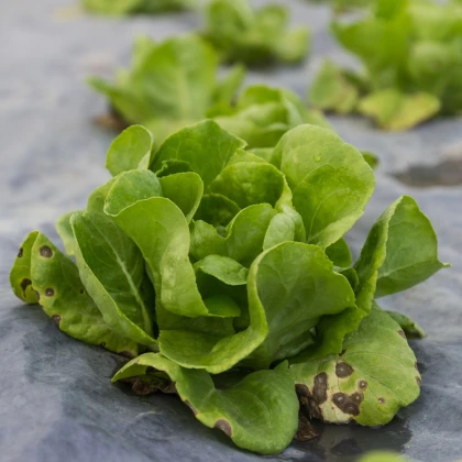 Salát hlávkový přezimující Humil - Lactuca sativa - prodej semen - 100 ks