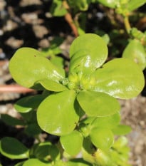 Šrucha zelná - Portulaca oleracea sativa - prodej semen - 200 ks