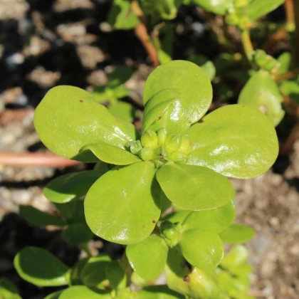 Šrucha zelná - Portulaca oleracea sativa - prodej semen - 200 ks