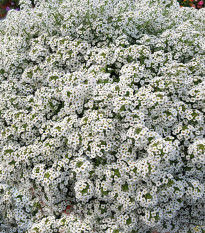 Tařicovka přímořská Yucon White - Lobularia maritima - semena tařicovky - 50 ks