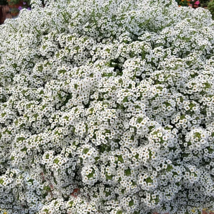 Tařicovka přímořská Yucon White - Lobularia maritima - semena tařicovky - 50 ks