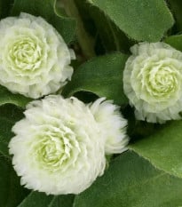 Pestrovka Ping Pong White - Gomphrena globosa - prodej semen - 20 ks