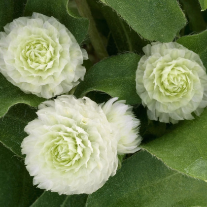 Pestrovka Ping Pong White - Gomphrena globosa - prodej semen - 20 ks