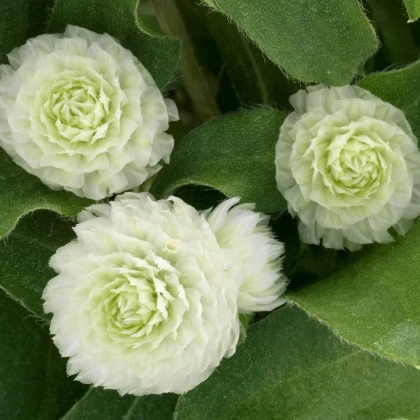 Pestrovka Ping Pong White - Gomphrena globosa - prodej semen - 20 ks