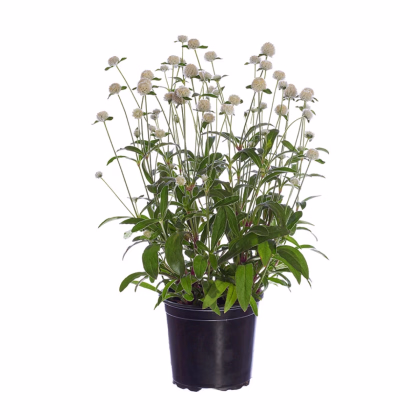 Pestrovka Ping Pong White - Gomphrena globosa - prodej semen - 20 ks