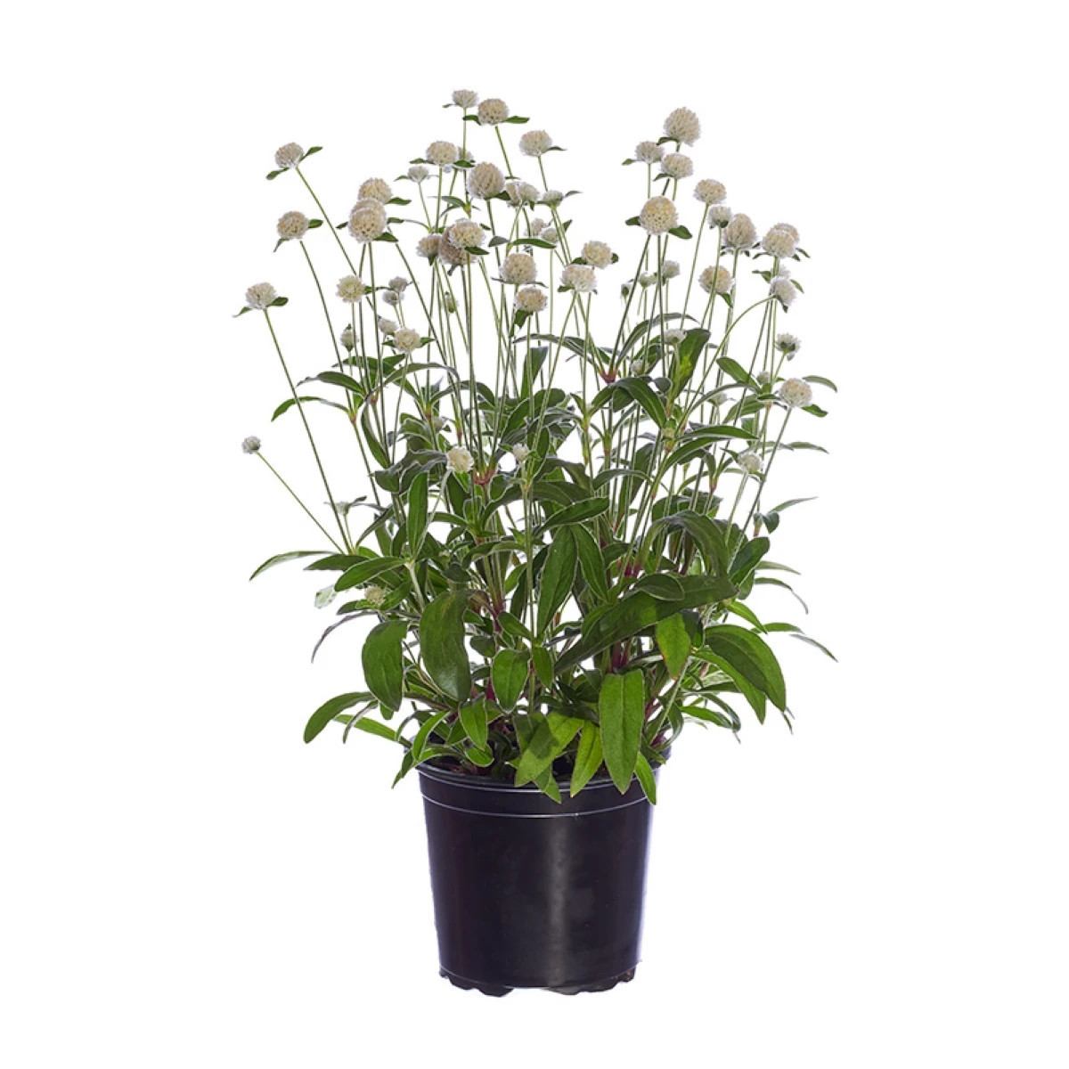 Pestrovka Ping Pong White - Gomphrena globosa - prodej semen - 20 ks