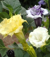 Durman metelový Ballerina Formula Mixture - Datura metel - prodej semen - 5 ks