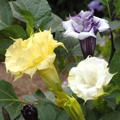 Durman metelový Ballerina Formula Mixture - Datura metel - prodej semen - 5 ks