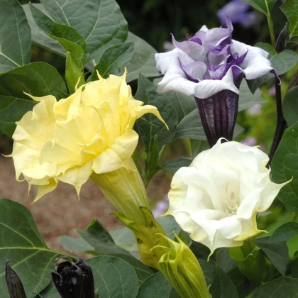 Durman metelový Ballerina Formula Mixture - Datura metel - prodej semen - 5 ks