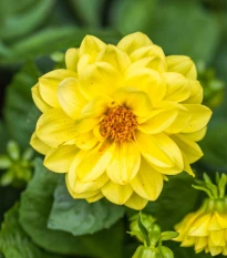 Jiřinka proměnlivá Figaro Yellow Shades - Dahlia variabilis - prodej semen - 20 ks