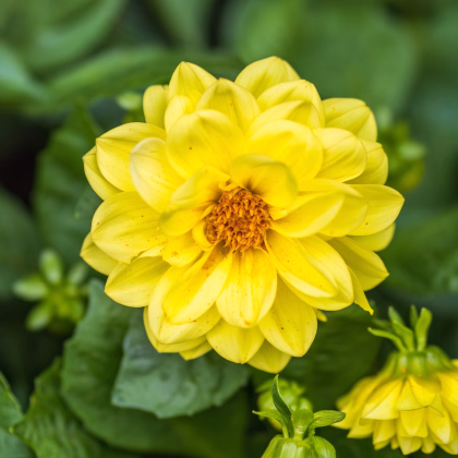 Jiřinka proměnlivá Figaro Yellow Shades - Dahlia variabilis - prodej semen - 20 ks