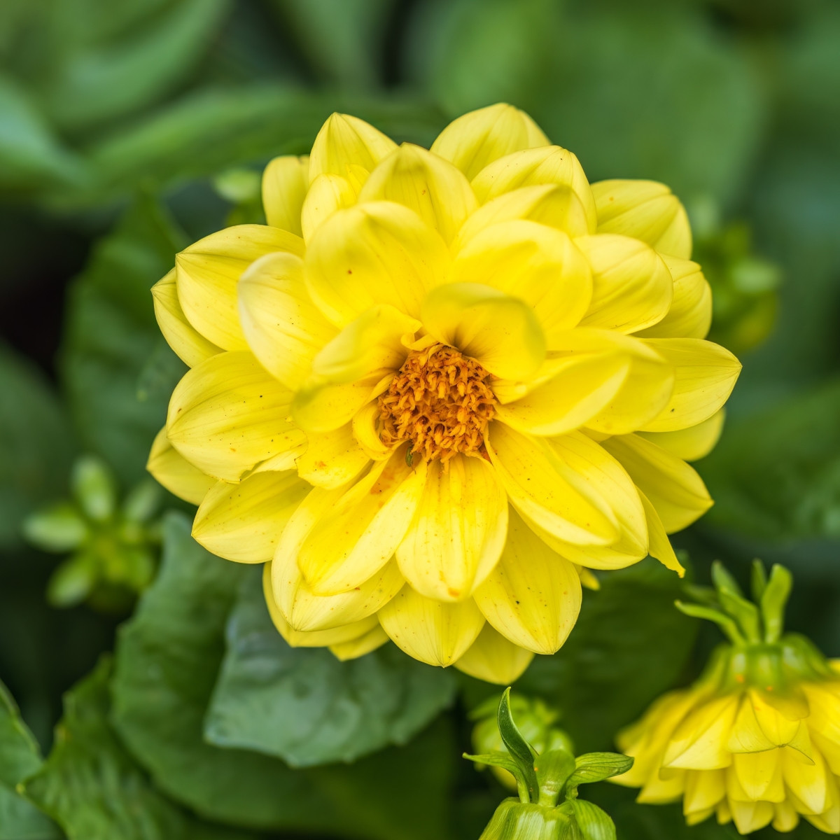 Jiřinka proměnlivá Figaro Yellow Shades - Dahlia variabilis - prodej semen - 20 ks