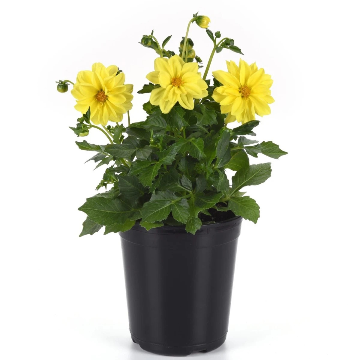 Jiřinka proměnlivá Figaro Yellow Shades - Dahlia variabilis - prodej semen - 20 ks