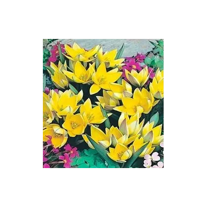 Cibule nízkých tulipánů - Tulipán  urumiensis - podzimní cibuloviny - 4 ks