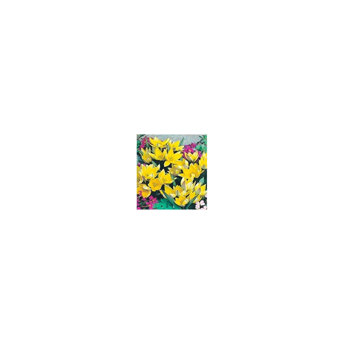 Cibule nízkých tulipánů - Tulipán  urumiensis - podzimní cibuloviny - 4 ks