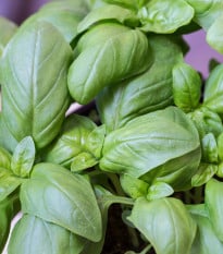 BIO Bazalka velkolistá - Ocimum basilicum - prodej semen - 100 ks