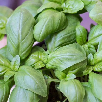 BIO Bazalka velkolistá - Ocimum basilicum - prodej semen - 100 ks