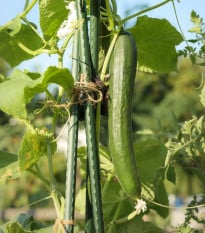 Okurka salátová Tribute F1 - Cucumis sativus - prodej semen - 10 ks