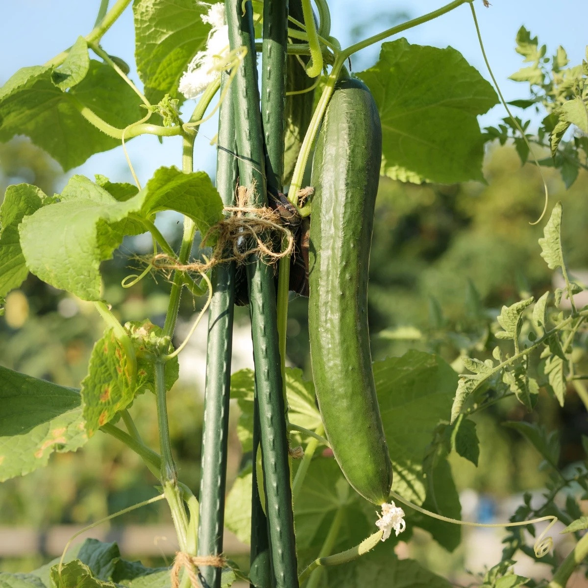Okurka salátová Tribute F1 - Cucumis sativus - prodej semen - 10 ks