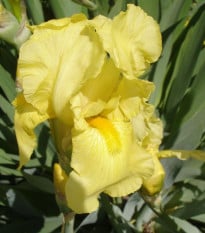 Kosatec německý Maui Moonlight - Iris germanica - prodej hlíz - 1 ks