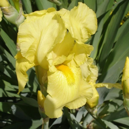 Kosatec německý Maui Moonlight - Iris germanica - prodej hlíz - 1 ks