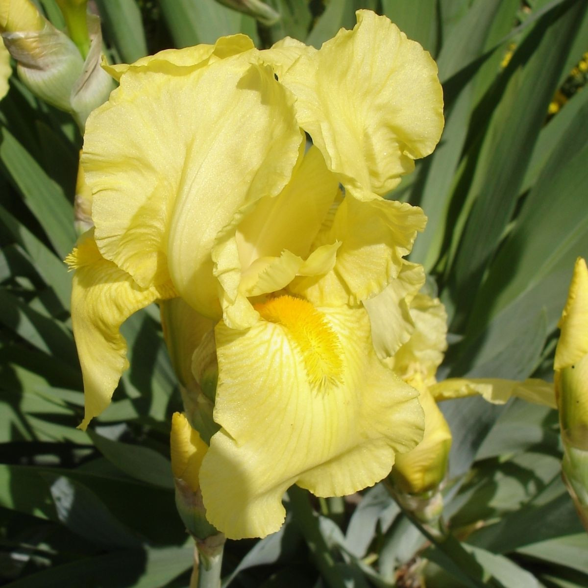 Kosatec německý Maui Moonlight - Iris germanica - prodej hlíz - 1 ks