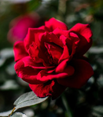 Růže velkokvětá keřová - Fragrant Mister Lincoln - Rosa - prodej prostokořenných sazenic - 1 ks