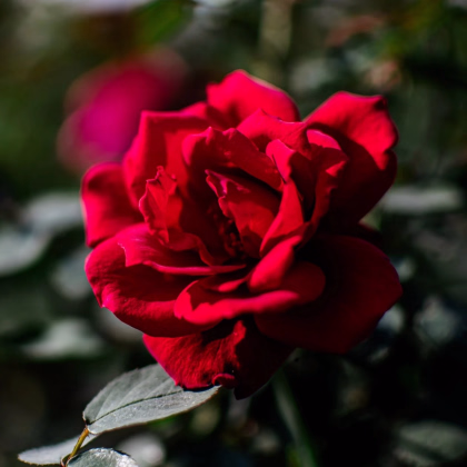 Růže velkokvětá keřová - Fragrant Mister Lincoln - Rosa - prodej prostokořenných sazenic - 1 ks