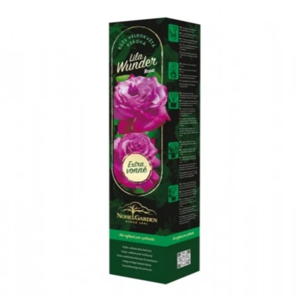 Růže velkokvětá keřová - Fragrant Lila Wunder – Rosa – prodej sazenic růží