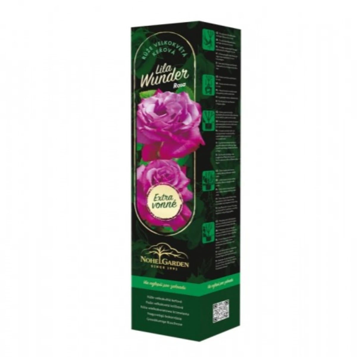 Růže velkokvětá keřová - Fragrant Lila Wunder – Rosa – prodej sazenic růží