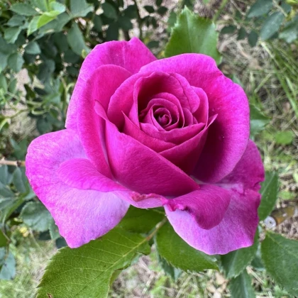 Růže velkokvětá keřová - Fragrant Lila Wunder - Rosa - prodej prostokořenných sazenic - 1 ks