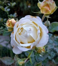 Růže velkokvětá keřová - Fragrant Chopin - Rosa - prodej prostokořenných sazenic - 1 ks